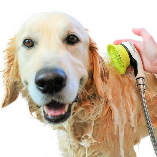 The Easiest Way to Wash Your Dog at Home