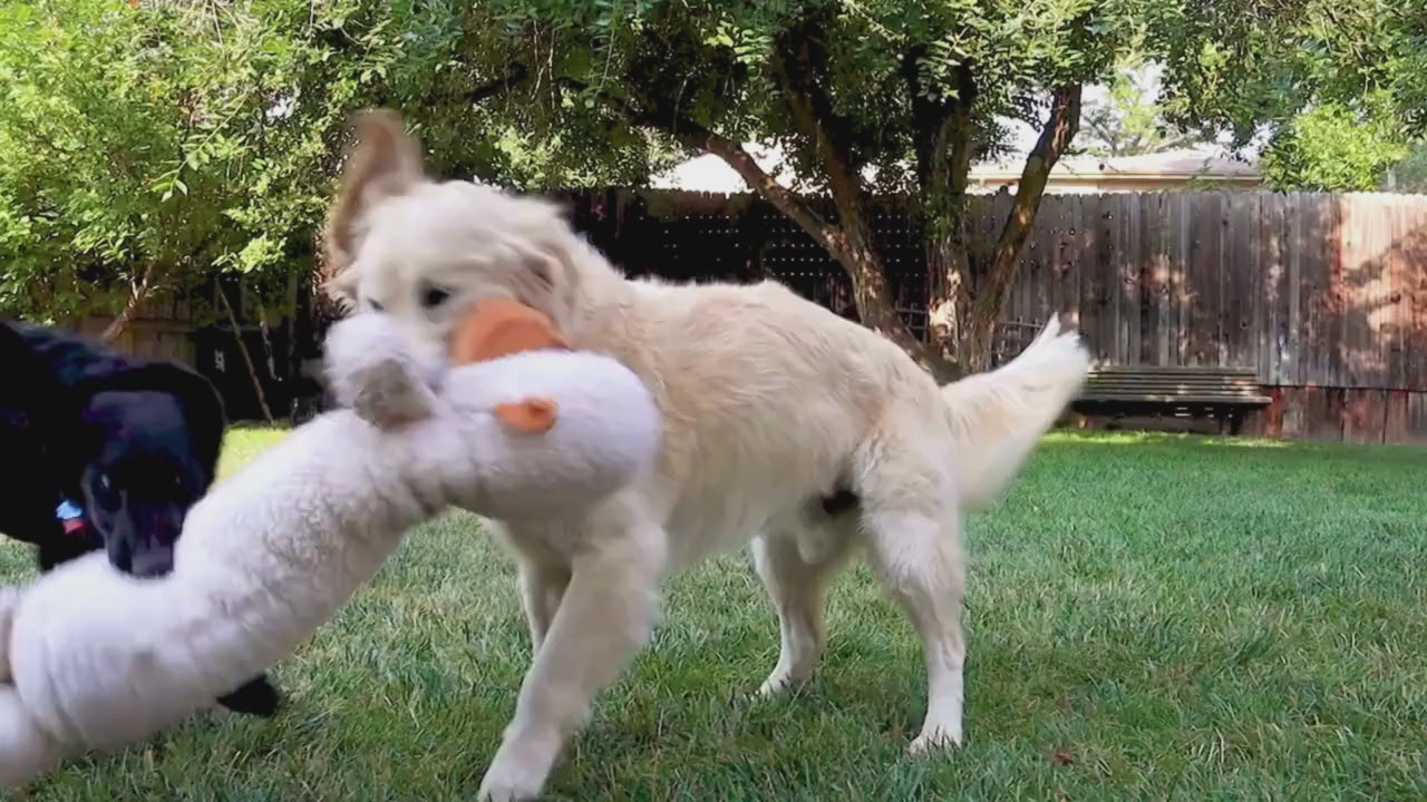 Load video: 